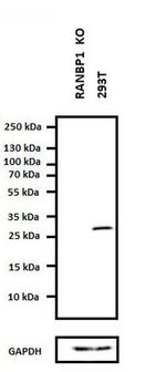 RANBP1 Antibody