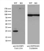 RANBP1 Antibody