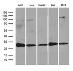 RANBP1 Antibody in Western Blot (WB)