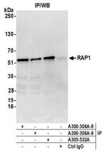 RAP1 Antibody in Western Blot (WB)