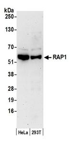 RAP1 Antibody in Western Blot (WB)