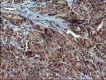 RAPGEF1 Antibody in Immunohistochemistry (Paraffin) (IHC (P))