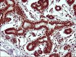 RAPGEF1 Antibody in Immunohistochemistry (Paraffin) (IHC (P))