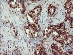 RAPGEF1 Antibody in Immunohistochemistry (Paraffin) (IHC (P))