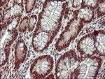 RAPGEF1 Antibody in Immunohistochemistry (Paraffin) (IHC (P))