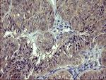 RAPGEF1 Antibody in Immunohistochemistry (Paraffin) (IHC (P))