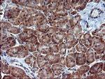 RAPGEF1 Antibody in Immunohistochemistry (Paraffin) (IHC (P))