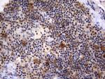 RAPGEF1 Antibody in Immunohistochemistry (Paraffin) (IHC (P))