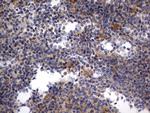 RAPGEF1 Antibody in Immunohistochemistry (Paraffin) (IHC (P))