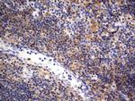 RAPGEF1 Antibody in Immunohistochemistry (Paraffin) (IHC (P))