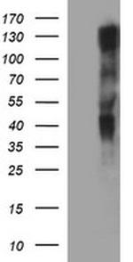 RAPGEF1 Antibody in Western Blot (WB)