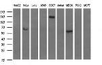 RAPGEF1 Antibody in Western Blot (WB)