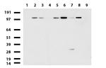 RAPGEF1 Antibody in Western Blot (WB)