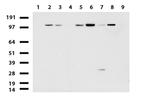 RAPGEF1 Antibody in Western Blot (WB)