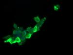 RASA1 Antibody in Immunocytochemistry (ICC/IF)