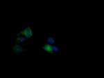 RASA1 Antibody in Immunocytochemistry (ICC/IF)