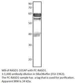 Dexras1 Antibody in Western Blot (WB)