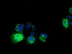 RASD2 Antibody in Immunocytochemistry (ICC/IF)