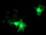 RASD2 Antibody in Immunocytochemistry (ICC/IF)