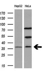 RASD2 Antibody in Western Blot (WB)