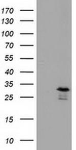 RASD2 Antibody in Western Blot (WB)