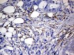 RASGRP3 Antibody in Immunohistochemistry (Paraffin) (IHC (P))