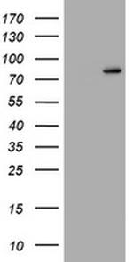 RASGRP3 Antibody in Western Blot (WB)