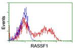 RASSF1 Antibody in Flow Cytometry (Flow)