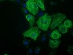 RASSF1 Antibody in Immunocytochemistry (ICC/IF)