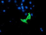 RASSF1 Antibody in Immunocytochemistry (ICC/IF)