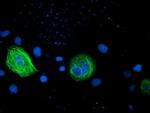 RASSF1 Antibody in Immunocytochemistry (ICC/IF)