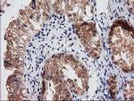 RASSF1 Antibody in Immunohistochemistry (Paraffin) (IHC (P))