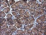 RASSF1 Antibody in Immunohistochemistry (Paraffin) (IHC (P))