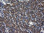 RASSF1 Antibody in Immunohistochemistry (Paraffin) (IHC (P))