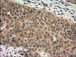 RASSF1 Antibody in Immunohistochemistry (Paraffin) (IHC (P))