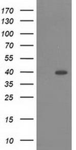 RASSF1 Antibody in Western Blot (WB)