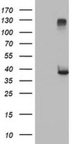 RASSF1 Antibody in Western Blot (WB)