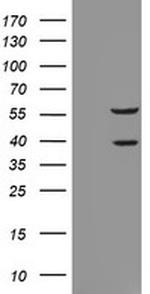 RASSF1 Antibody in Western Blot (WB)