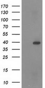 RASSF1 Antibody in Western Blot (WB)