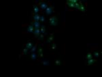 RASSF8 Antibody in Immunocytochemistry (ICC/IF)