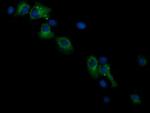 RASSF8 Antibody in Immunocytochemistry (ICC/IF)