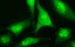 RASSF8 Antibody in Immunocytochemistry (ICC/IF)