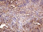 RASSF8 Antibody in Immunohistochemistry (Paraffin) (IHC (P))