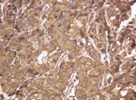 RASSF8 Antibody in Immunohistochemistry (Paraffin) (IHC (P))