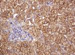 RASSF8 Antibody in Immunohistochemistry (Paraffin) (IHC (P))