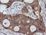 RASSF8 Antibody in Immunohistochemistry (Paraffin) (IHC (P))