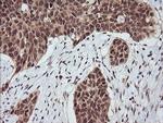 RASSF8 Antibody in Immunohistochemistry (Paraffin) (IHC (P))