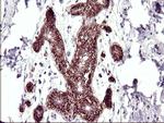 RASSF8 Antibody in Immunohistochemistry (Paraffin) (IHC (P))