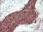 RASSF8 Antibody in Immunohistochemistry (Paraffin) (IHC (P))