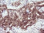 RASSF8 Antibody in Immunohistochemistry (Paraffin) (IHC (P))